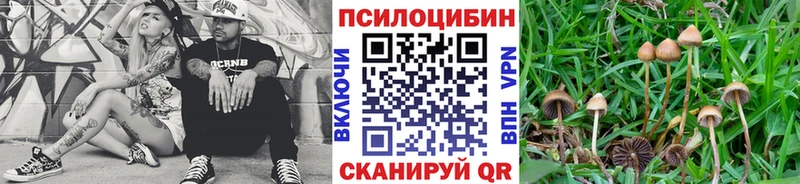 darknet какой сайт купить наркотики цена KRAKEN tor Кострома Псилоцибиновые грибы Psilocybe